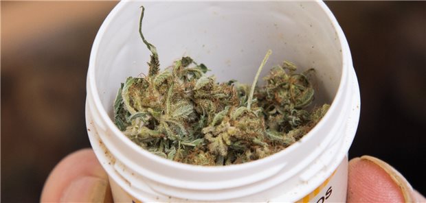 Cannabis auf Privatrezept – Ärztin vor Gericht Cannabisblüten in einer Dose: Laut Gesetz sollen sie erst verordnet werden, wenn andere Behandlungsmethoden ausgeschöpft sind. Das gilt auch für Privatbehandlungen.