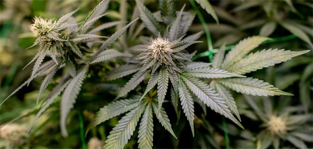 Cannabispflanzen wachsen auf einer Plantage.