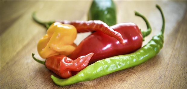 Capsaicin – aber natürlich in Pflasterform und nicht wie hier, noch in Form von Schoten – hat in Studien bei Patienten mit schmerzhafter diabetischer Polyneuropathie gepunktet.