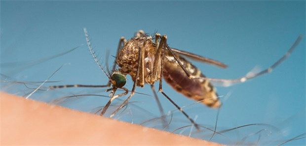 Sechs-Tages-Kombi gegen Artemisinin-Resistenz Cave Malaria-Überträger: In Südostasien werden immer mehr P. falciparum mit Resistenzen nachgewiesen.