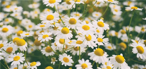 Titel des Artikels Chamomile flowers in garden. Retro effect