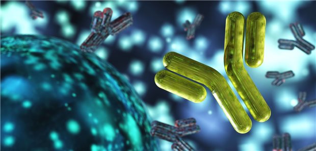 Checkpointinhibitoren in Form von monoklonalen Antikörpern finden mittlerweile häufig Anwendung in der Krebsbehandlung. Auch Patienten über 70 Jahre können von der Therapie profitieren.