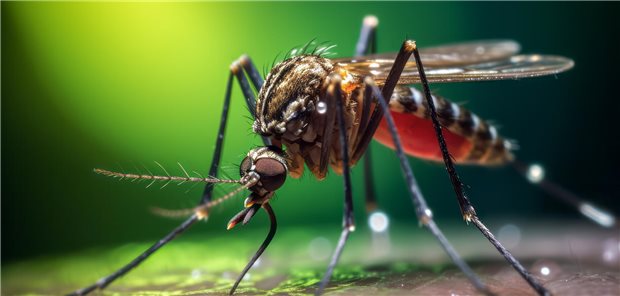 Chikungunya-Viren werden von Tigermücken übertragen, die inzwischen auch nach Deutschland eingewandert sind.