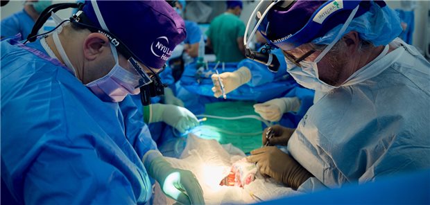 Chirurgen des NYU Langone Health in New York bereiten die Implantation einer gentechnisch veränderten Schweineniere vor.