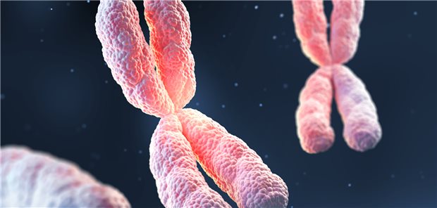 Chromosom: Bei einer Trisomie 21 liegt ja eine Chromosomenaberration vor. Nach einer fehlerhaft verlaufenen Meiose gibt es drei statt zwei Chromosomen 21.