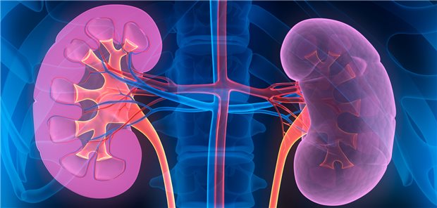 Nieren von Patienten mit Typ-2-Diabetes? Niedrig dosiertes Spironolacton in Kombination mit RAS-Hemmern konnte die Albuminausscheidung von Patienten mit Typ-2-Diabetes und chronischer Niereninsuffizienz in einer japanischen Studie senken.