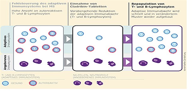 Cladribin induziert die Apoptose in ruhenden und sich teilenden T- und B-Zellen. Die nachhaltige Wirkung basiert vermutlich auf Veränderungen im Lymphozytenmuster.
