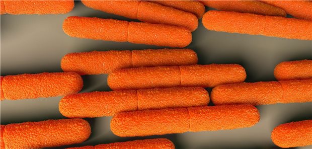 Clostridium-botulinum-Bakterien sind Stäbchenbakterien, die – ja nach Gruppe – sieben verschiedene Botulinumtoxine bilden.&#xA;