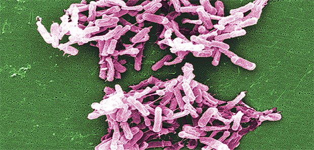 Gefahr durch Dauertherapie mit Säureblockern Clostridium difficile: Eine Veränderung des Darmmikrobioms unter PPI könnte Infektionen begünstigen.