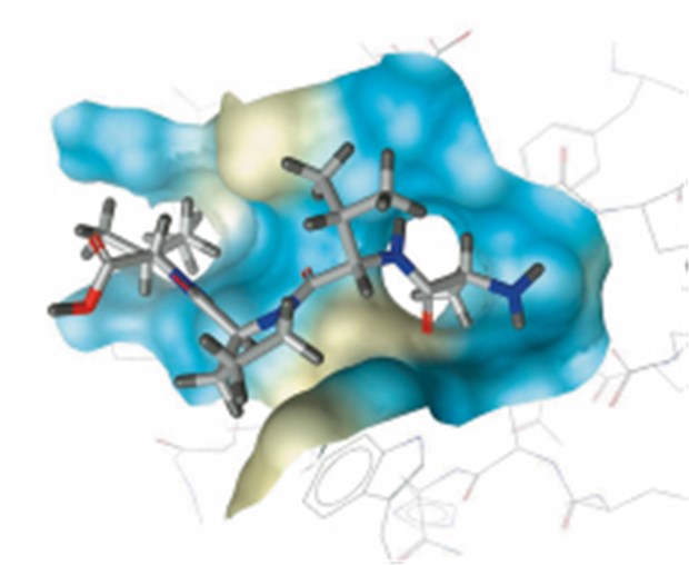 Individualisierte Krebstherapie mit Naturstoffen? Computermodell des Apoptose-Hemmers XIAP. Die farblich markierte Region ist Ziel künftiger Krebstherapeutika. © Institut für Pharmazie/Pharmakognosie / Uni Innsbruck