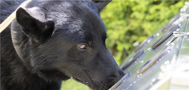 Spürhunde helfen bei der Corona-Früherkennung Corona-Spürhund Drago·schnüffelt im Garten einer Pflegeeinrichtung an einer speziellen Trainingsbox nach Corona-positiven Geruchsproben. Der vierjährige Schäferhund-Mischling wurde darauf trainiert, das Corona-Virus zu erschnüffeln.