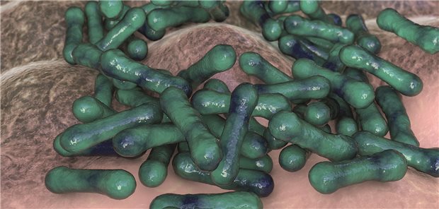 Corynebacterium diphtheriae