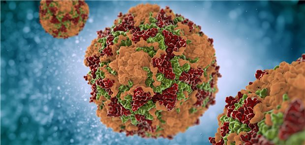 Impfstoff gegen Coxsackievirus B schützt Mäuse vor Diabetes Coxsackieviren B im Modell: Ein Impfstoff gegen alle sechs bekannten Stämme wird entwickelt.