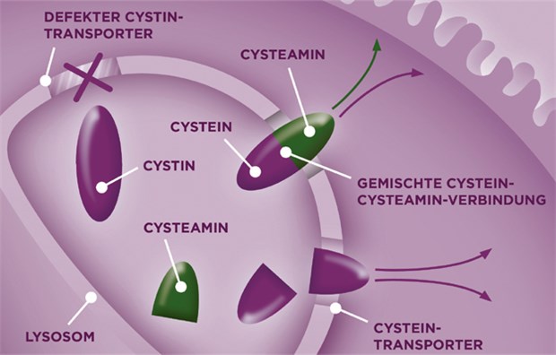Cysteamin reagiert mit Cystin, dabei entstehen ein Cystein-Cysteamin-Disulfid und Cystein. Cystein-Cysteamin-Disulfid verlässt das Lysosom über das intakte Lysin-Transportsystem und Cystein über den Cystein-Transporter.