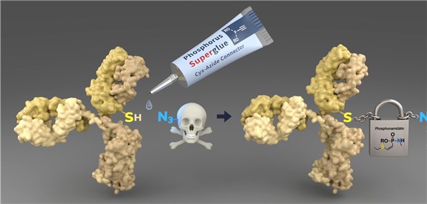 So gelangt Krebsarznei sicher ans Ziel Cysteine von Tumor-erkennenden Antikörpern (gelb) werden mit Wirkstoffmolekülen verbunden. Die Bindung ist während der Zirkulation im Blut stabil und ermöglicht so einen sicheren Transport zum Tumor.