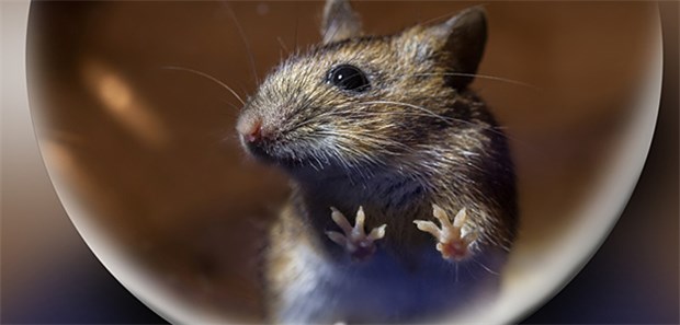 Schwangere sollten Orte mit Mäusen meiden Da das Hantavirus in Mäusekot und in mit Mäuseurin kontaminiertem Staub lange überleben kann, sollten Schwangere die Arbeit etwa in Schuppen und Ställen vermeiden oder einen Atemschutz tragen.