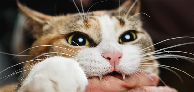 Eine Katze beißt in eine Hand.