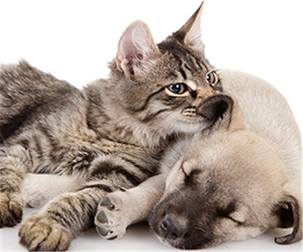 Nur das Beste für Hund und Katz Damit Katze und Hund lange gesund bleiben, sind viele Tierliebhaber bereit, tief in die Tasche zu greifen.
