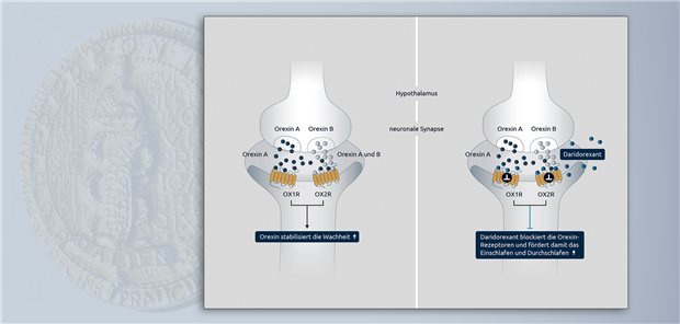 Daridorexant greift in die Regulation der Wachheit ein, indem es die Orexinrezeptoren OX1R und OX2R blockiert und somit die physiologische Funktion der Orexine hemmt.