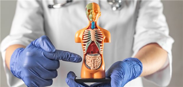 Darmkrebs im Fokus: Im ersten Jahr der Pandemie gab es deutlich weniger Koloskopien, aber auch einen starken Rückgang beim Screening auf Mamma- und Zervixkarzinom.