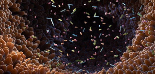 Darmmikrobiom: Forscher konnten zeigen, dass ein Komplex der Enzyme Meprin  und Meprin  lokalisiert auf den Darmzellen durch Umsetzung des Substrates Galektin-3 die Zusammensetzung des Mikrobioms beeinflusst.