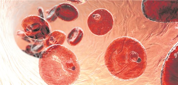 Darstellung der Phase im Lebenszyklus von Malaria-Erregern, in der sich die Plasmodien als Trophozoiten in Erythrozyten vermehren.