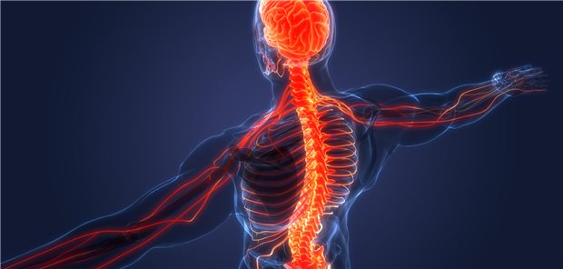 Darstellung des Rückenmarks und der Verbindung zum Gehirn. Bei einem gelähmten Patienten mit Verletzungen des Rückenmarks ist es gelungen, die Kommunikation zwischen Hirn und Muskeln wieder herzustellen.

