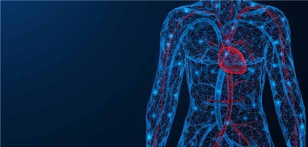 Darstellung des kardiovaskulären Systems. Das System OrganEx soll in der Lage sein, verschiedene Organe bis zu einer Stunde nach dem Tod über die Blutgefäße mit Sauerstoff zu versorgen.