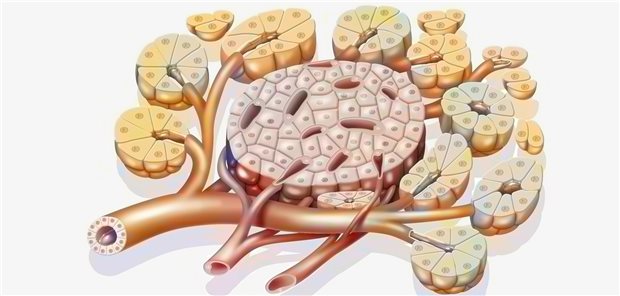 Darstellung einer in exokrines Drüsengewebe (Acinus-Zellen) des Pankreas eingebetteten Langerhans-Insel. Die Langerhans-Inseln enthalten größtenteils Insulin-produzierende B-Zellen.
