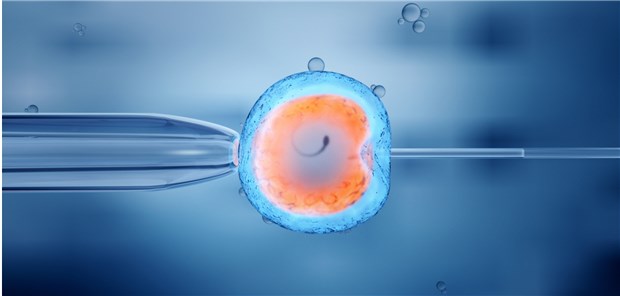 Darstellung einer künstlichen Befruchtung: Wissenschaftler haben in einer Studie kein größeres Risiko für Krebs bei den Nachkommen nachgewiesen.