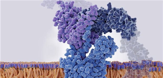 Darstellung eines CCR5-Rezeptors (blau, Mitte) an der Oberfläche einer menschlichen Zelle. Das HIV-Oberflächenprotein (violett, oben) versucht eine Bindung an den Rezeptor sowie den CD4-Rezeptor (dunkelblau, oben rechts). Menschen, deren Genom diesen Rezeptor nicht produzieren kann, sind vor einer Infektion mit HIV gefeit.