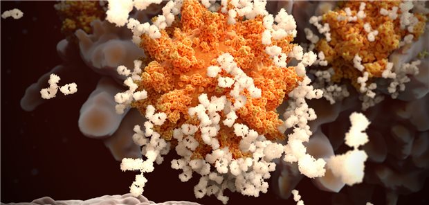 Darstellung eines Coronavirus, das von Immunglobulin-G-Antikörpern opsonisiert und von einer Makrophage zerstört wird.
