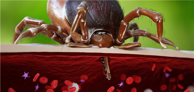 Fehldiagnose Lyme-Borreliose: Was sich alles dahinter verbirgt Darstellung eines Zeckenstiches. Immer wieder werden Symptome in Folge eines solchen Ereignisses als Lyme-Borreliose fehlgedeutet. Die Zecke als mögliche Überträgerin von Borrelien ist aber nicht immer schuld!