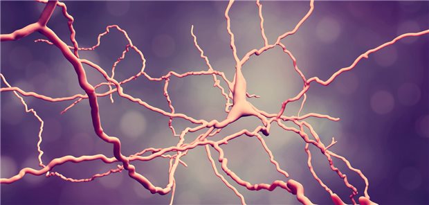 Darstellung eines dopaminergen Neurons: Parkinson-Erkrankten dopaminerge Vorläuferzellen zu injizieren, könnte ihre Motorik und Krankheitslast verbessern.