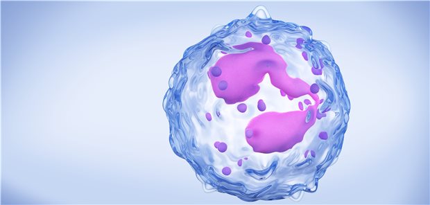 Was bei Asthma der Blick durchs Mikroskop verrät Darstellung eines eosinophilen Granulozyten. Eine Eosinophilie ist Kennzeichen des schweren Asthmas. Sebastian Kaulitzki / stock.adobe.com