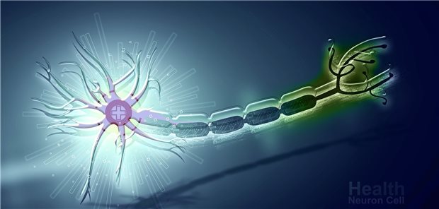 Darstellung eines intakten Neurons. Bei SMA führen Schäden an Motoneuronen zu Muskelatrophie.