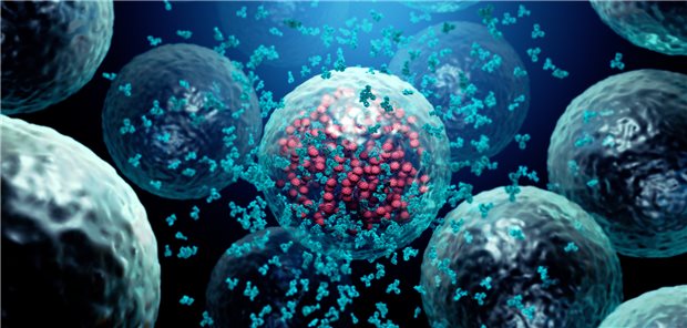 Darstellung von Antikörpern, die eine infizierte Zelle attackieren.