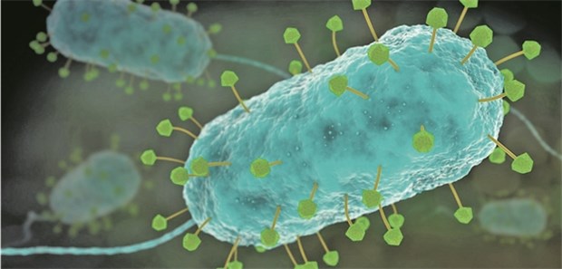 Phagen haben Bakterien zum Fressen gern Darstellung von Phagen (grün und gelb), die ein Bakterium (blau) angreifen.