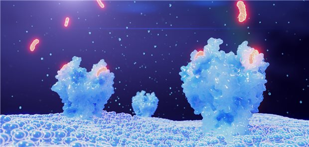 Darstellung von Small Molecules, die auf der Zelloberfläche an Rezeptoren binden.