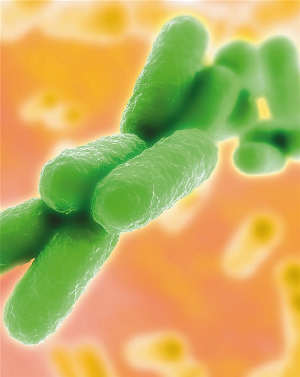 Bakterien im Darm helfen bei der Diagnose Darstellung von Stäbchenbakterien. © Sebastian Kaulitzki / Fotolia.com