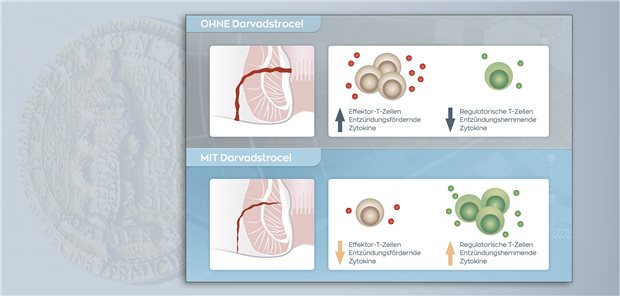 Darvadstrocel führt zu einer verminderten Produktion entzündungsfördernder Zytokine und steigert die Freisetzung entzündungshemmender Zytokine aus regulatorischen T-Lymphozyten, was die Abheilung der Fistel unterstützt.
