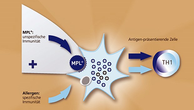 Das Adjuvans MPL® verstärkt die TH1-gerichtete Immunantwort.
