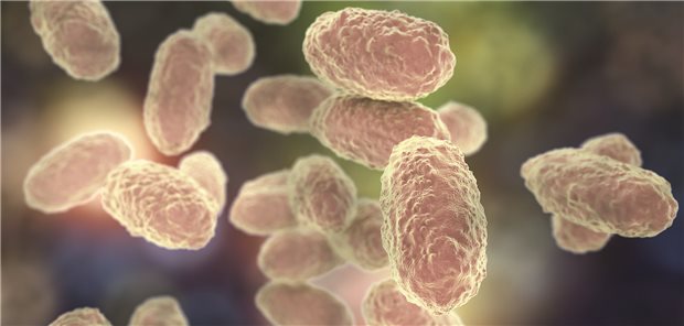 Keuchhusten-Ausbruch in Dänemark Das Bakterium Bordetella pertussis verursacht Keuchhusten-Infektion. (3D-Illustration)