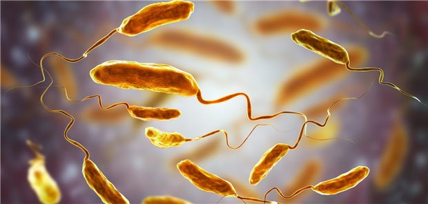 Das Bakterium Vibrio cholerae, das Cholera auslöst.