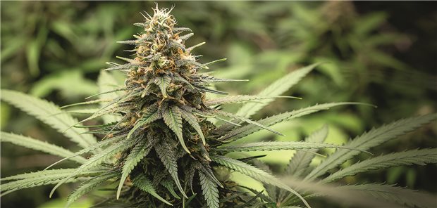 Ärzte sollen Medizinal-Cannabis künftig nur noch persönlich verschreiben Das Bundesgesundheitsministerium will den Online-Handel mit Medizinal-Cannabis verbieten.