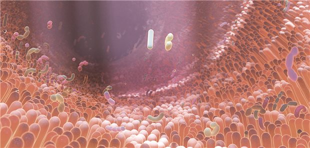 Das Darmmikrobiom ist ein sensibles Gleichgewicht. Während Antibiotika es stören, helfen Probiotika es aufrechzuerhalten. (3D-Illustration)