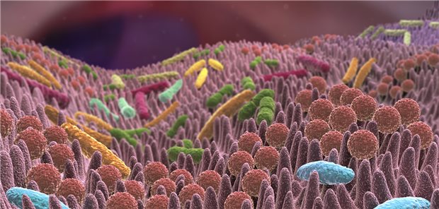 Das Darmmikrobiom kann offenbar die Wirksamkeit von T-Zell-basierten Krebsimmuntherapien wie der Immun-Checkpoint-Blockade beeinflussen.
