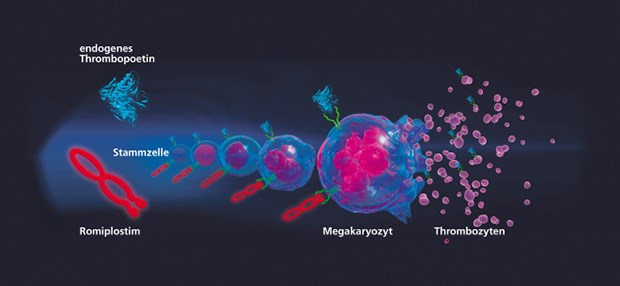 Das Fusionsprotein Romiplostim (Nplate®) stimuliert die Bildung von Blutplättchen über den Rezeptor für endogenes Thrombopoetin etwa auf Stammzellen und Megakaryozyten.