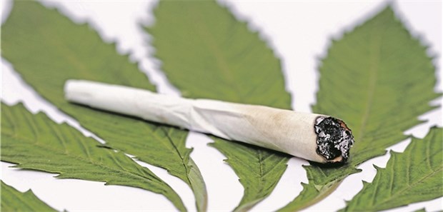 Cannabis berauscht Anleger an der Börse Das Geschäft mit Cannabis ist für viele Unternehmen aussichtsreich.