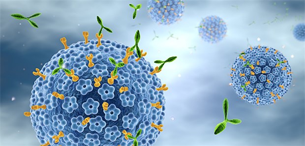 „Bei der Hälfte der Mäuse verschwanden die Tumoren vollständig“ Das HPV im Modell.